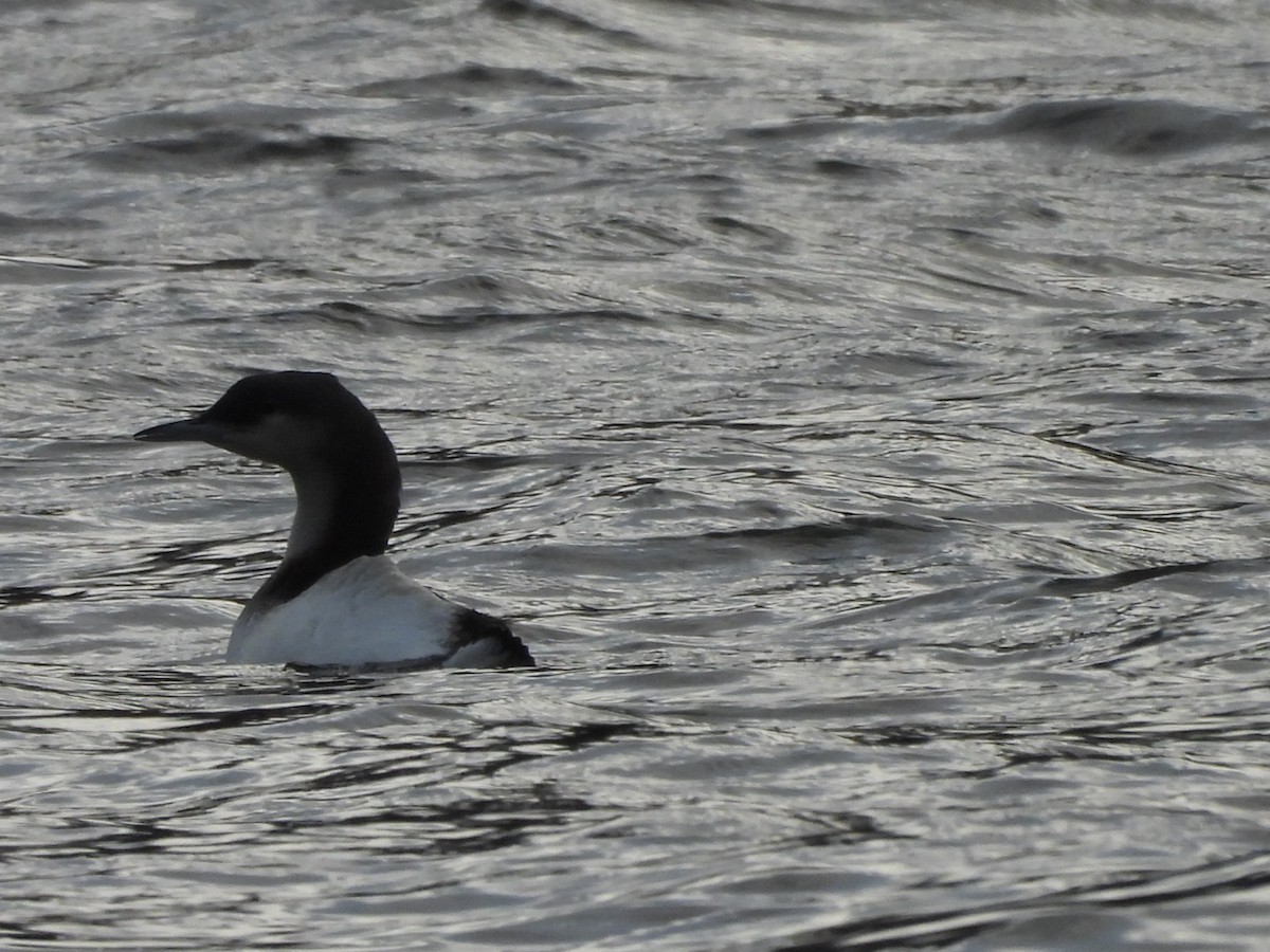 Arctic Loon - ML612665206