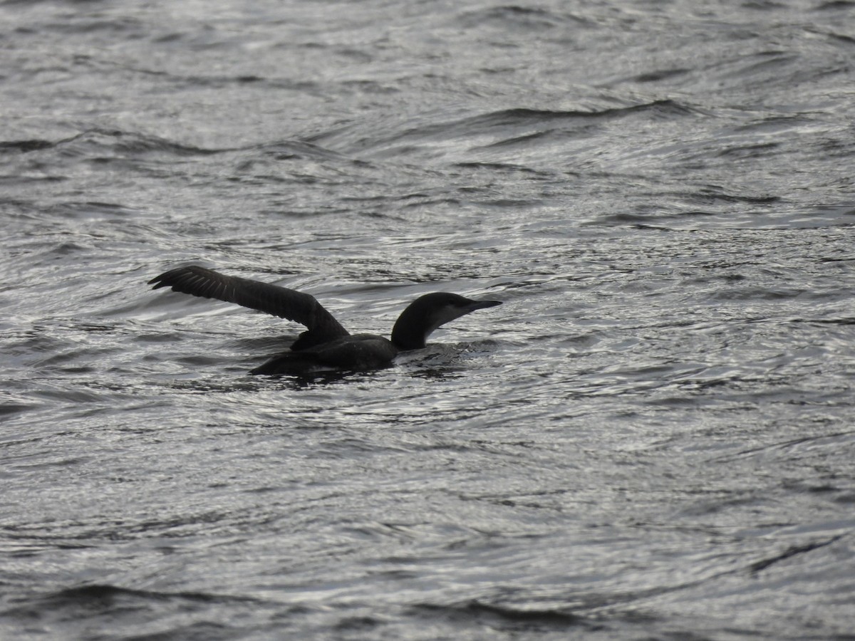 Arctic Loon - ML612665208