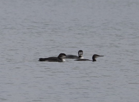 Common Loon - ML612665302