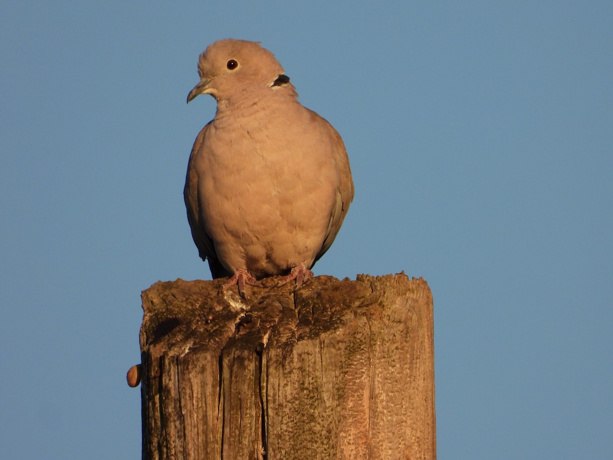 Eurasian Collared-Dove - ML612665423