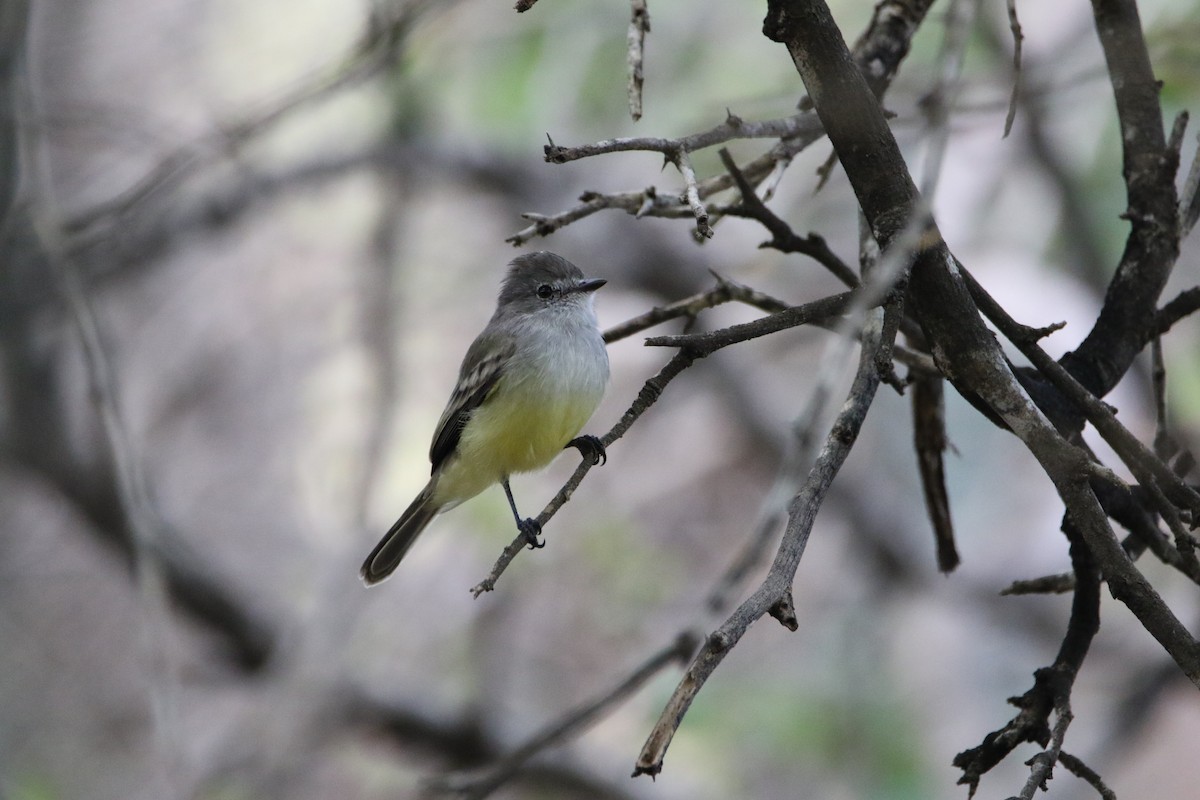 Northern Scrub-Flycatcher - ML612665485