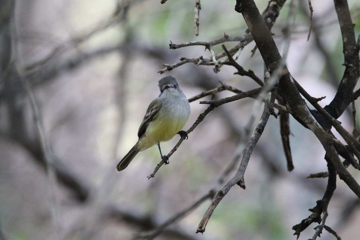 Northern Scrub-Flycatcher - Mark Price