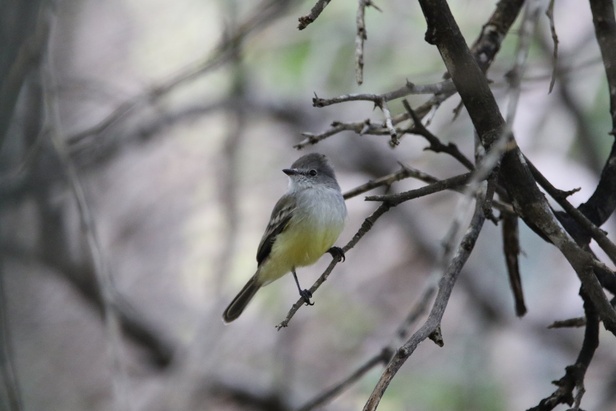 Northern Scrub-Flycatcher - ML612665487