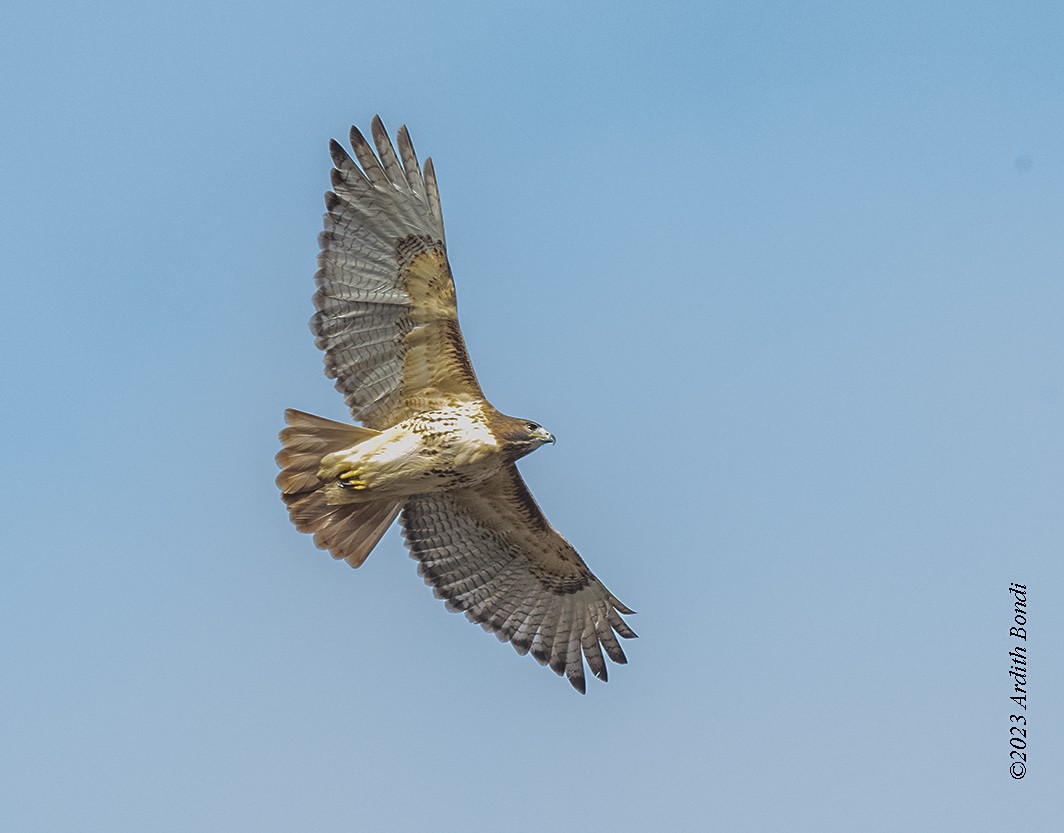 Red-tailed Hawk - ML612665492