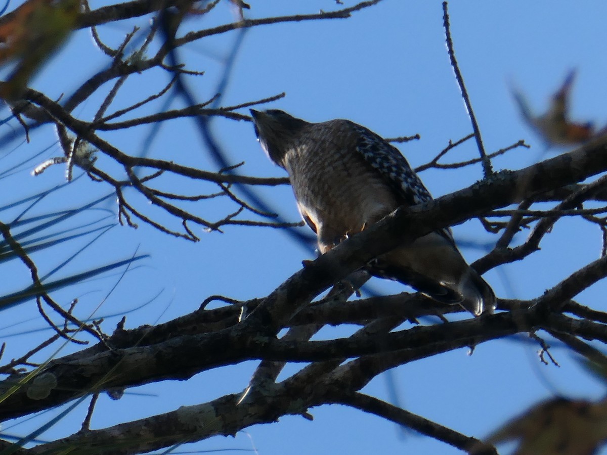 Red-shouldered Hawk - Tim Horvath