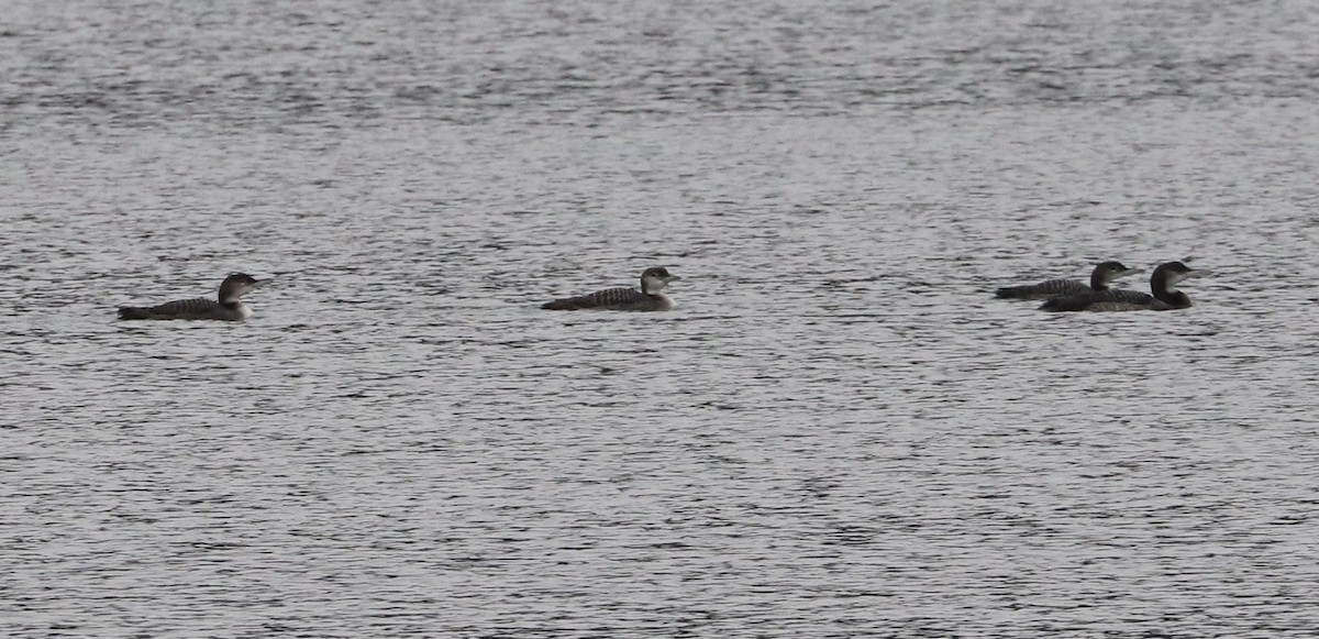 Common Loon - ML612665626