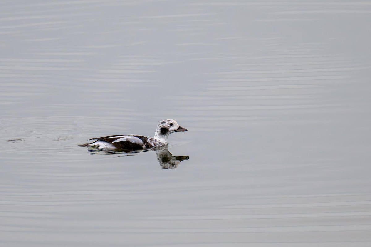 Long-tailed Duck - ML612665671