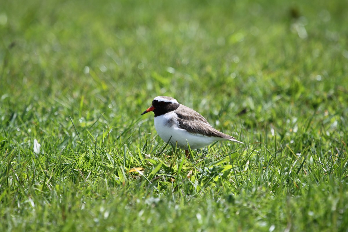 Shore Plover - ML612665703