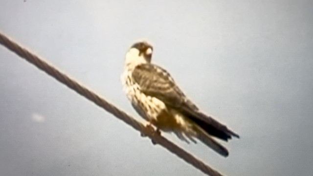 Amur Falcon - ML612665732