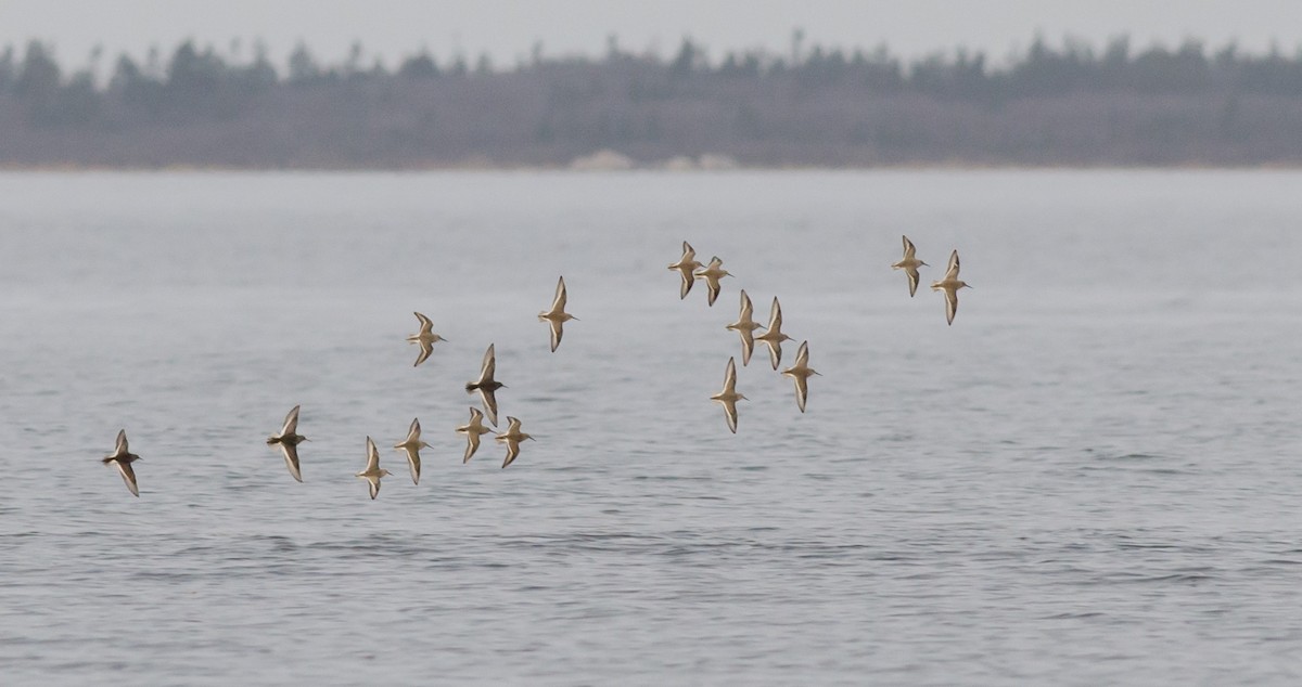 Dunlin - ML612665753