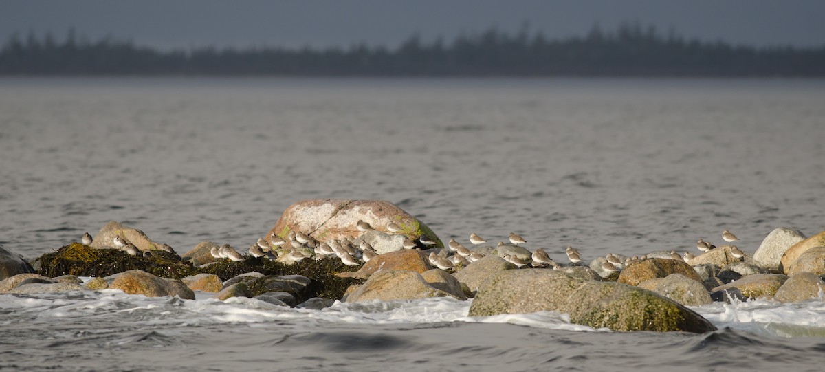 Dunlin - Alix d'Entremont