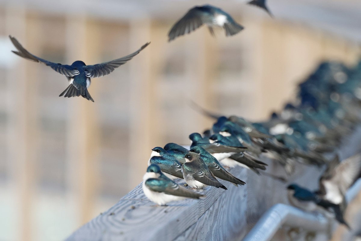 Tree Swallow - ML612665759