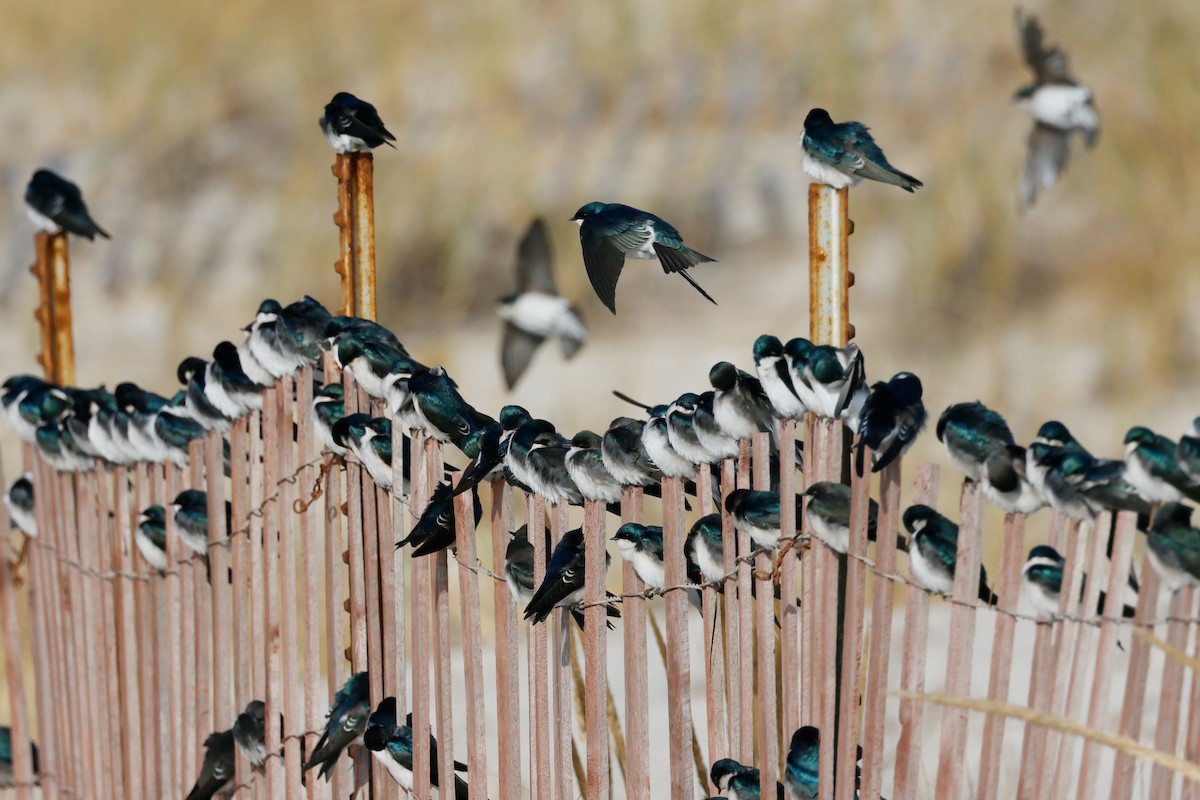 Tree Swallow - ML612665763