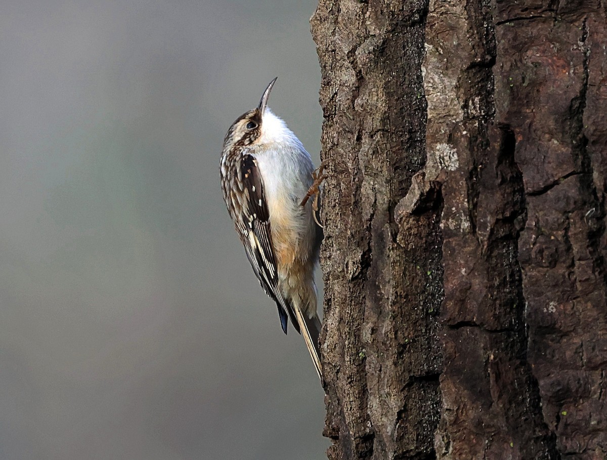 Brown Creeper - ML612665770