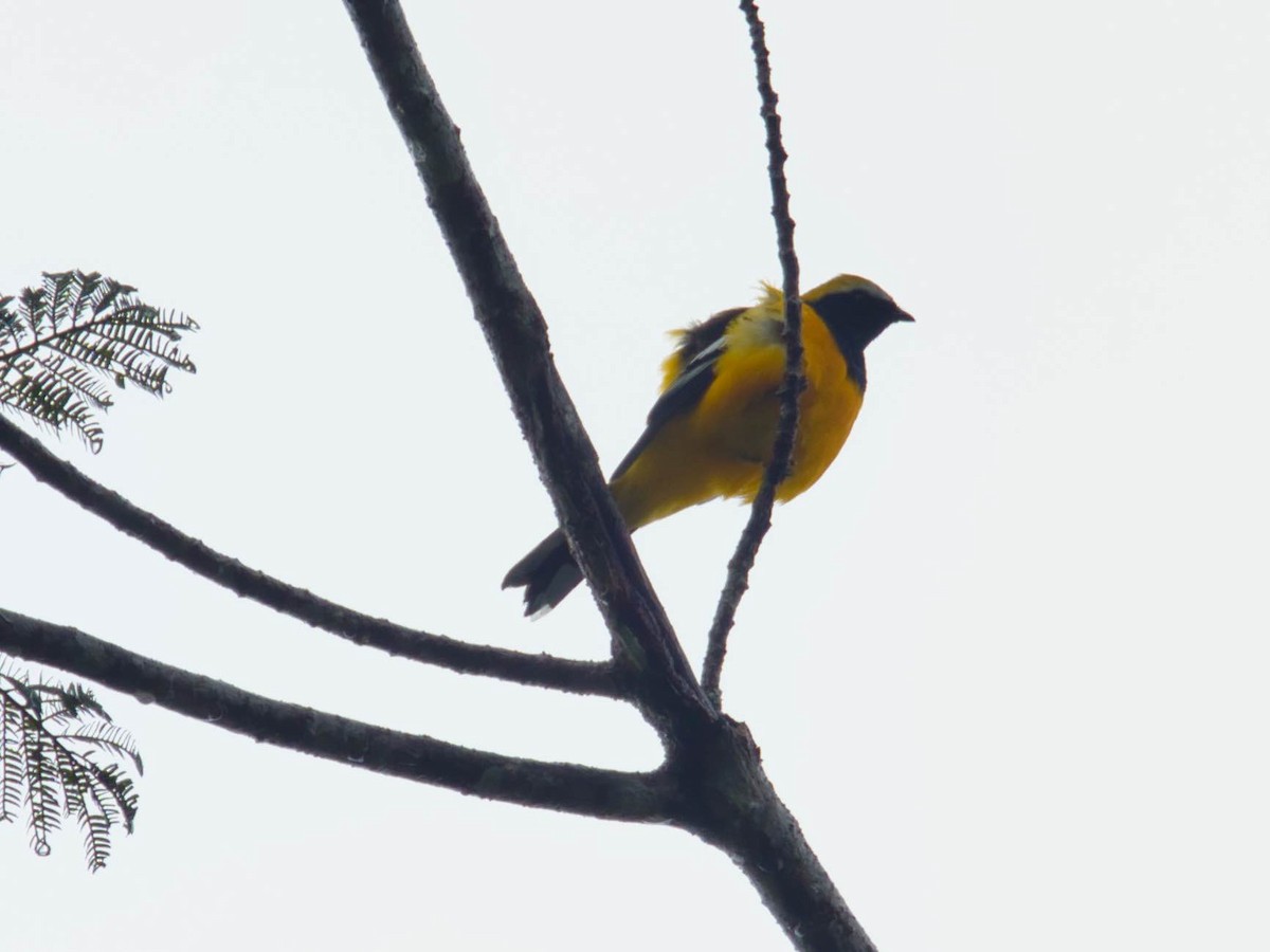 Golden Cuckooshrike - ML612665811