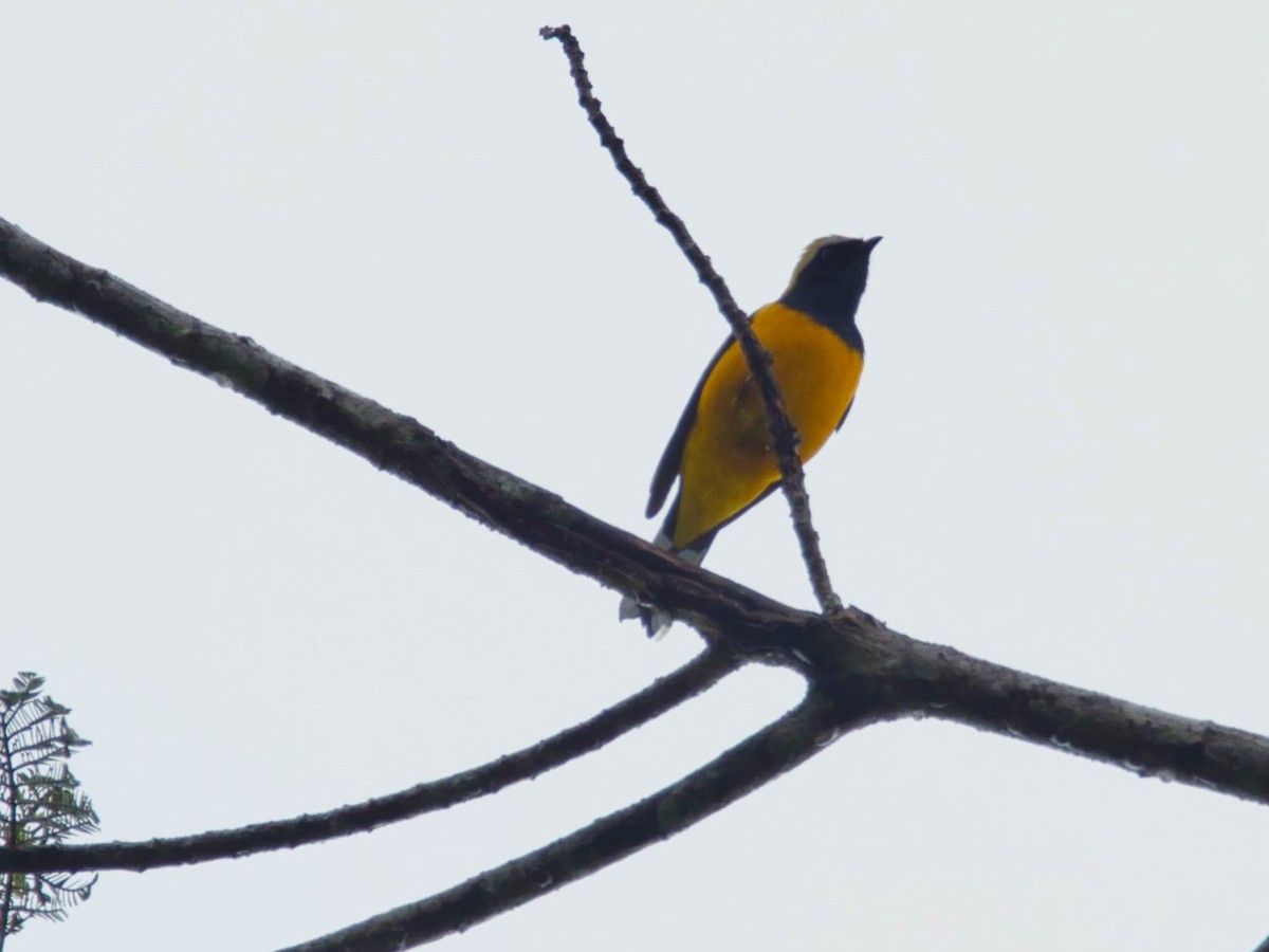 Golden Cuckooshrike - ML612665812