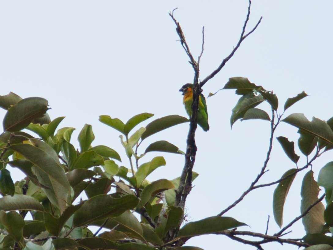 Dusky-cheeked Fig-Parrot - ML612665816