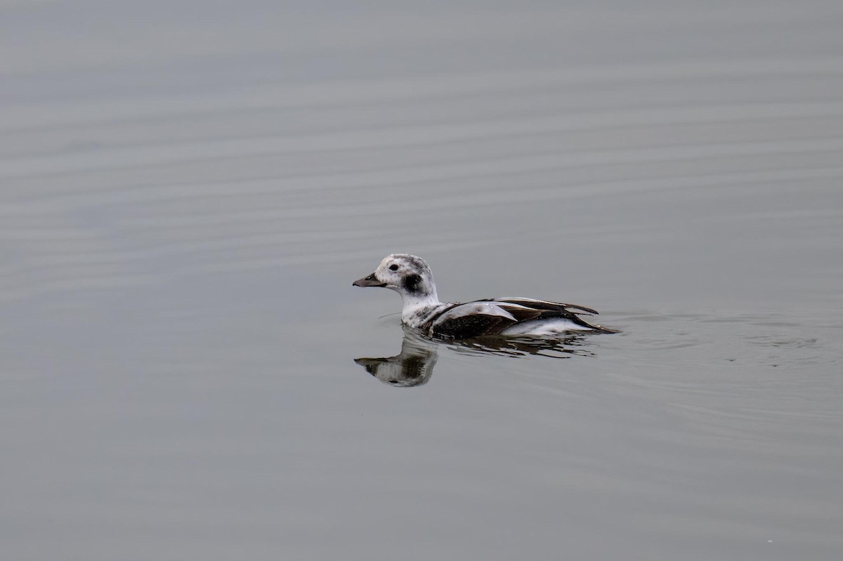 Long-tailed Duck - ML612665854
