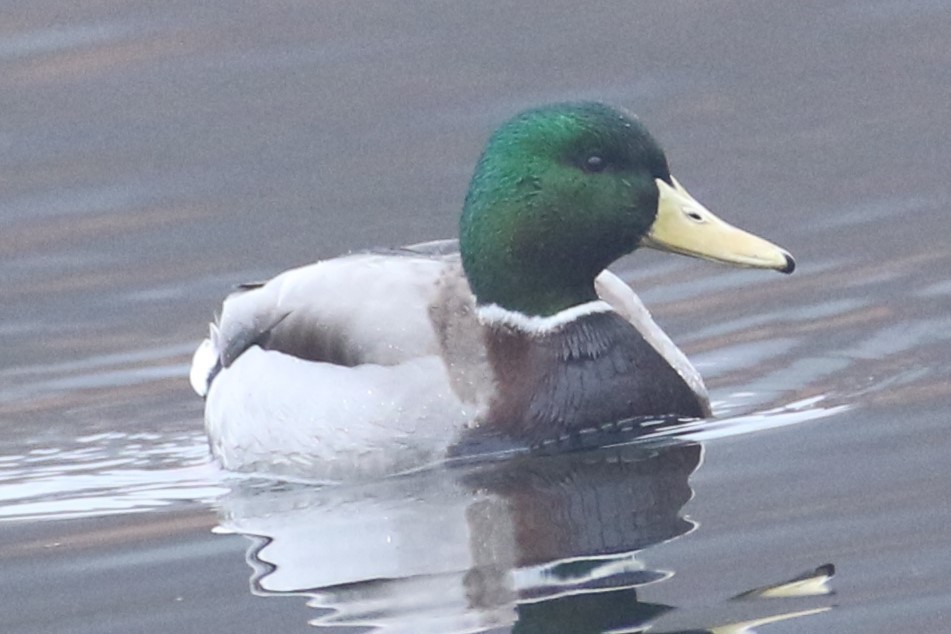 Canard colvert - ML612665934