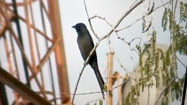 Drongo Cenizo (grupo longicaudatus) - ML612665937