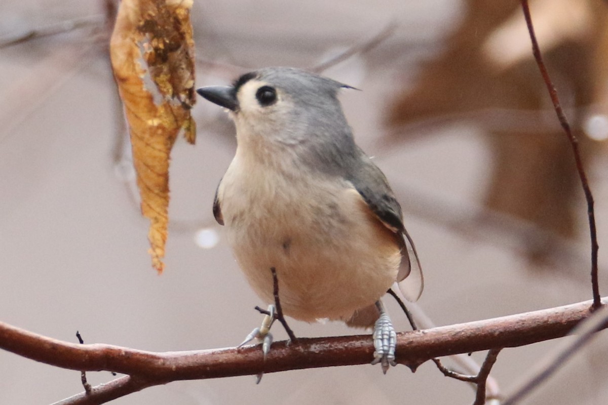 Tufted Titmouse - ML612665956