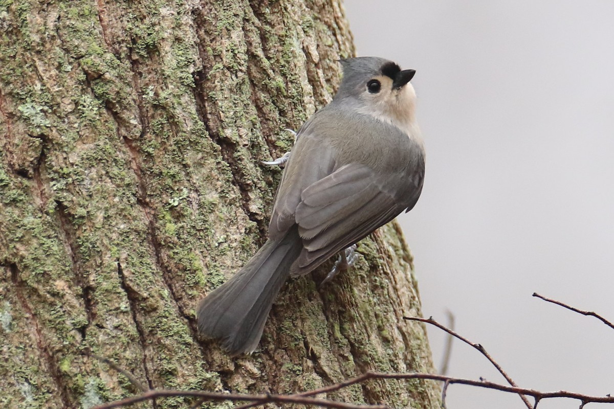 Tufted Titmouse - ML612665968