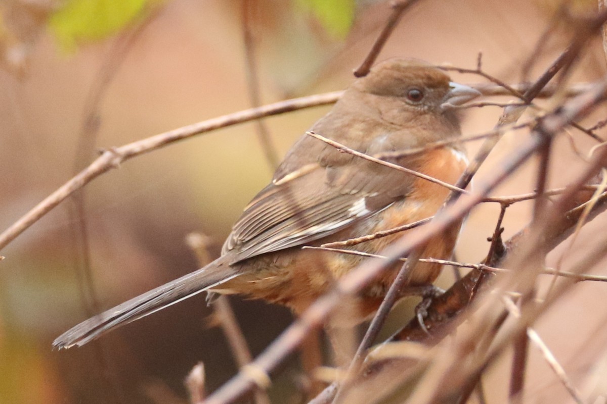 Eastern Towhee - michael vedder