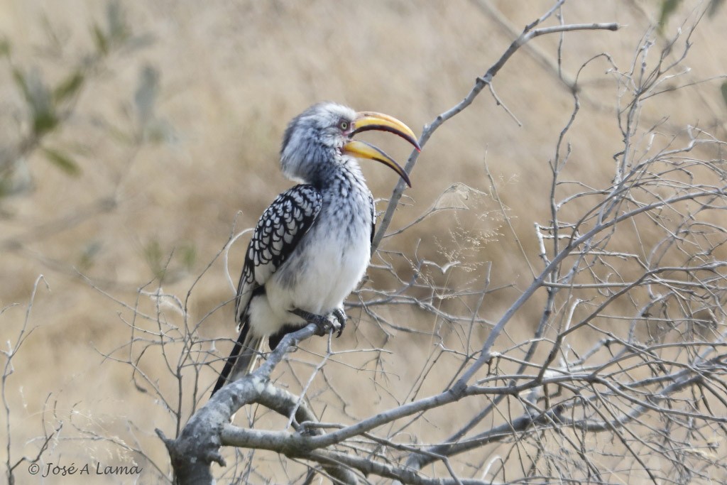 Southern Yellow-billed Hornbill - ML612666041