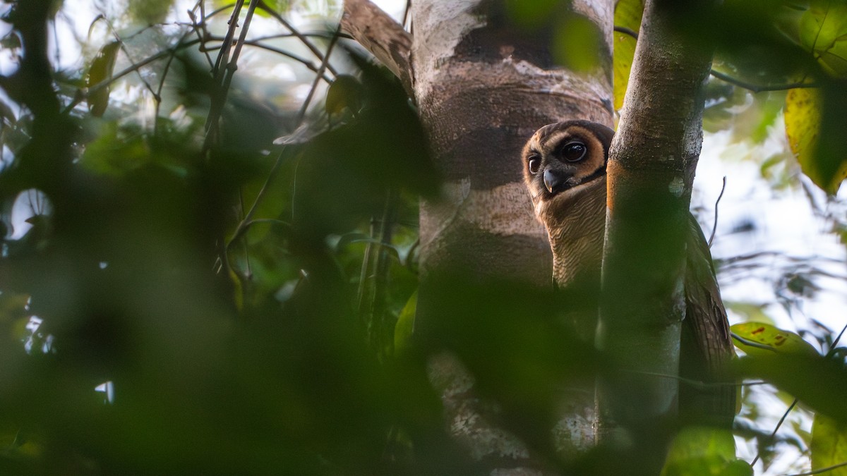 Brown Wood-Owl - ML612666165