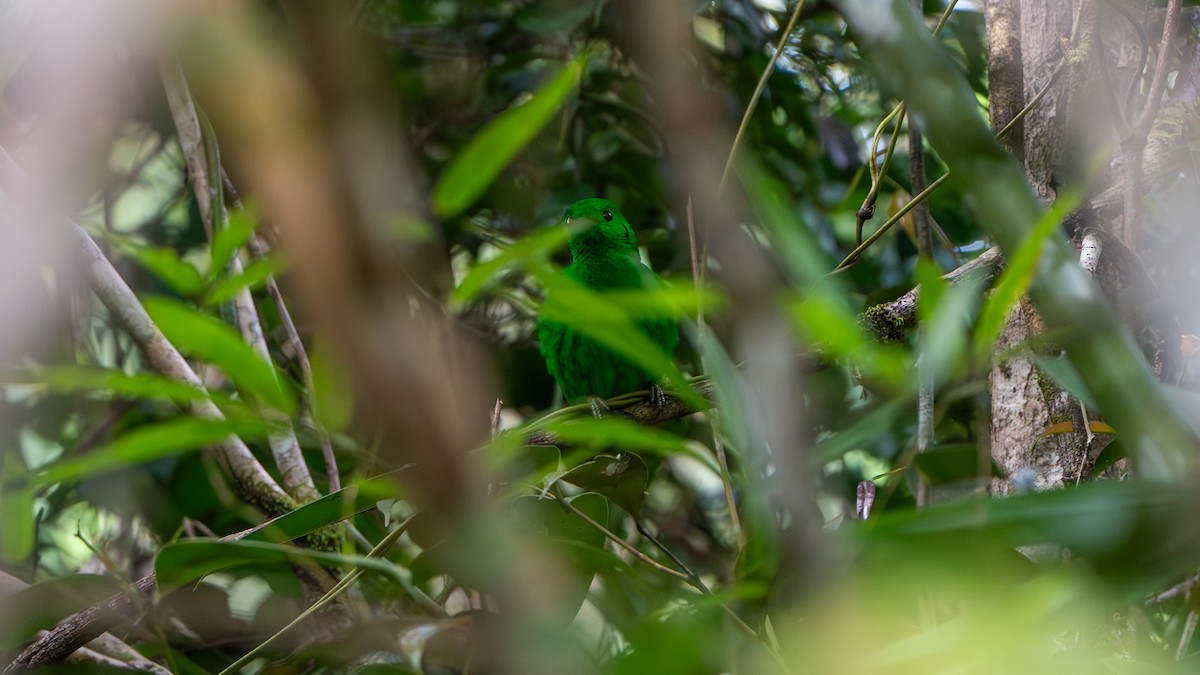 Green Broadbill - ML612666184