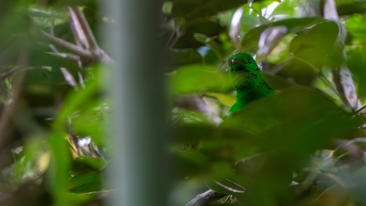 Green Broadbill - ML612666186