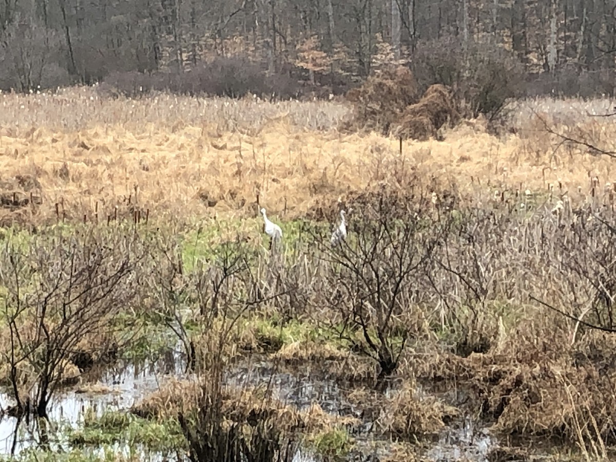 Sandhill Crane - ML612666194