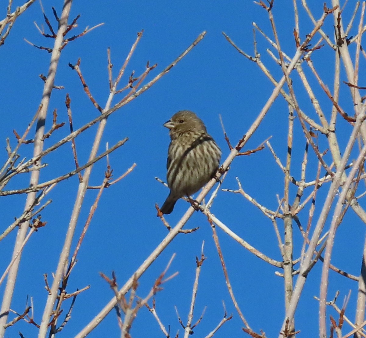 House Finch - ML612666241