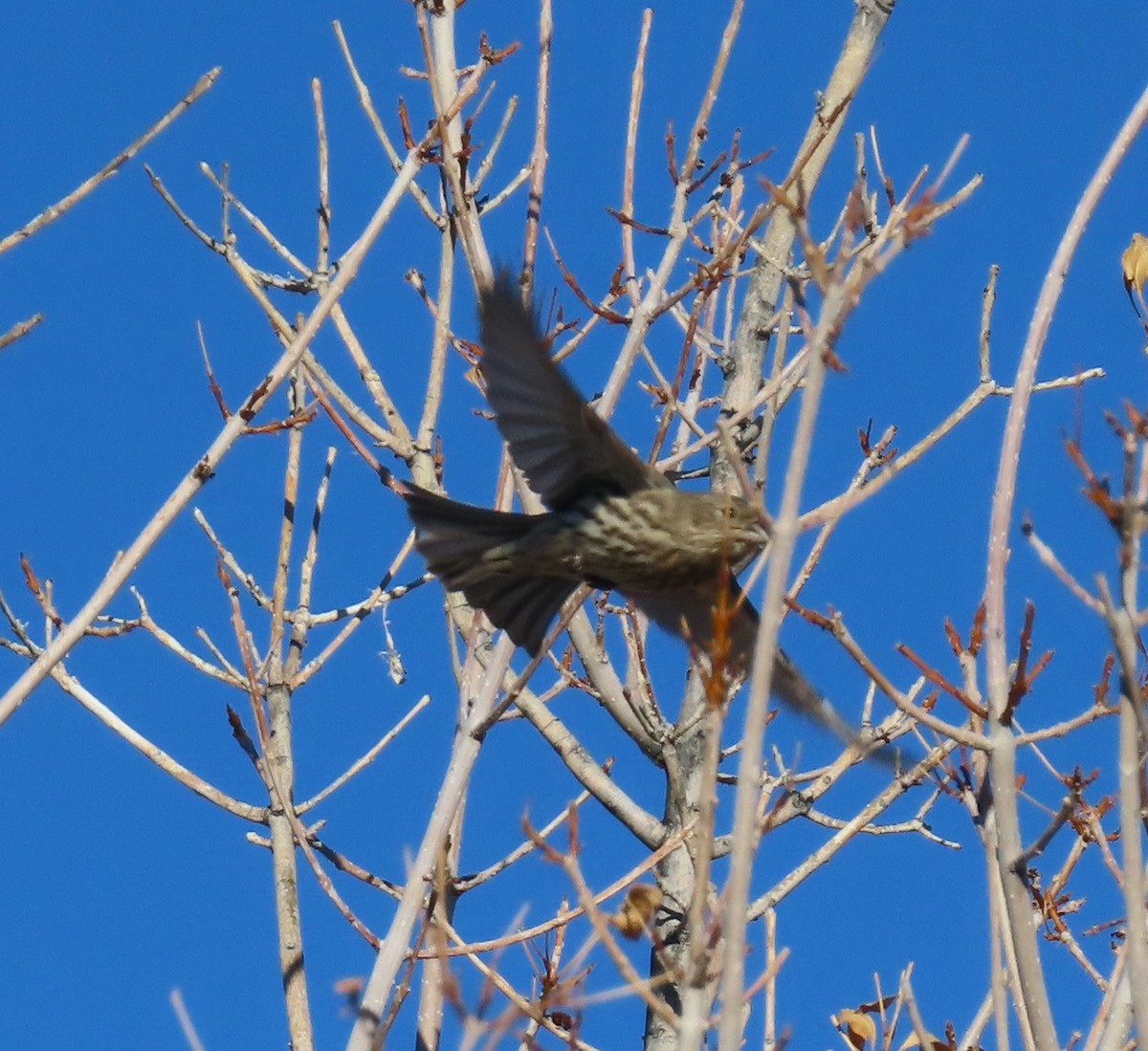 House Finch - ML612666252