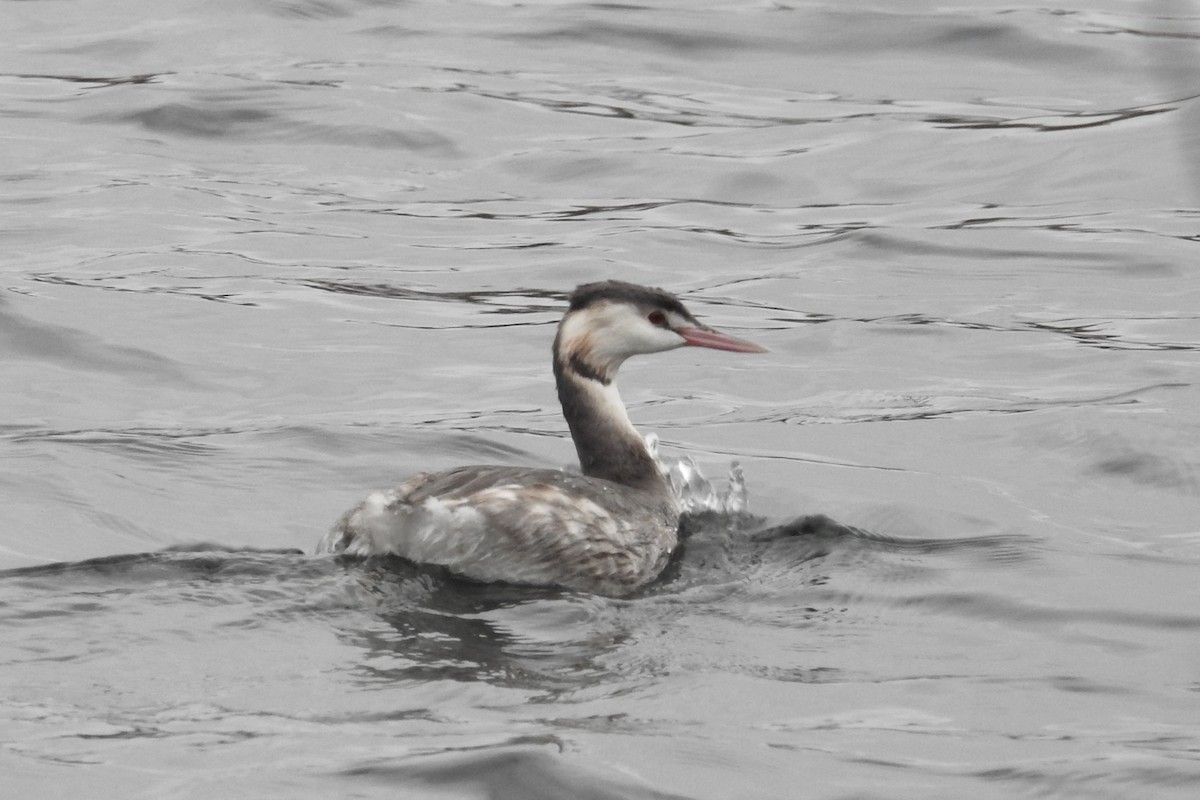 Great Crested Grebe - ML612666261