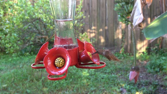 Rufous Hummingbird - ML612666344
