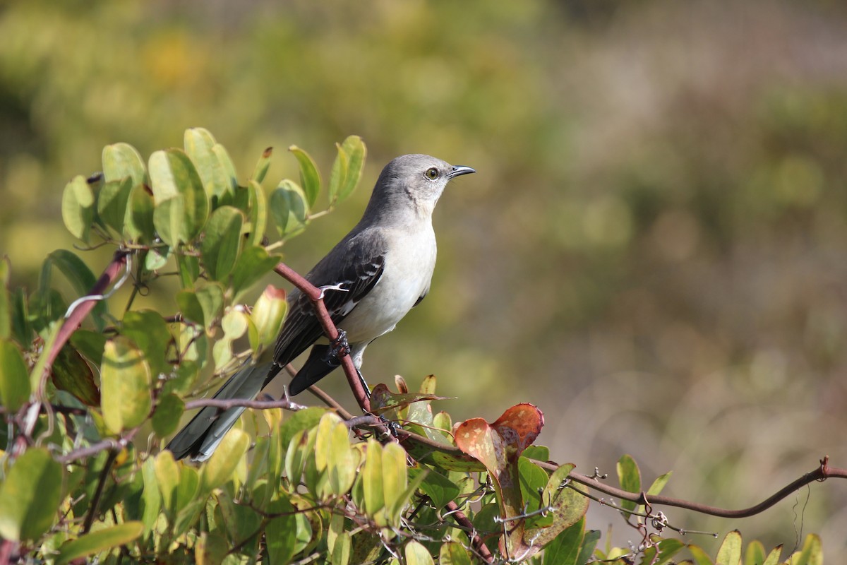 Northern Mockingbird - ML612666350