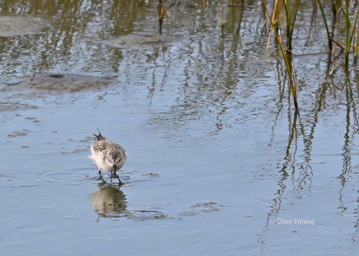 Spoon-billed Sandpiper - ML612666384