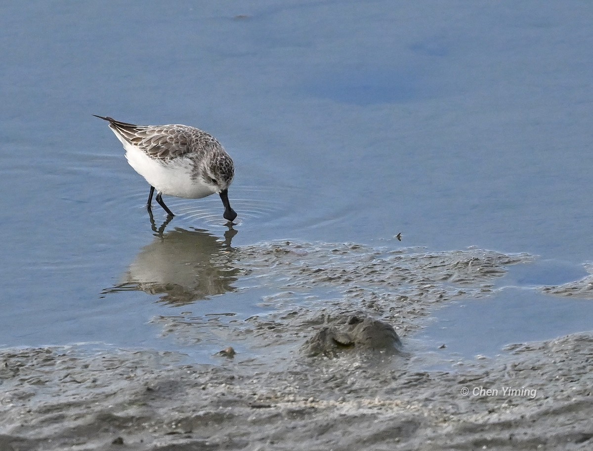 Löffelstrandläufer - ML612666406