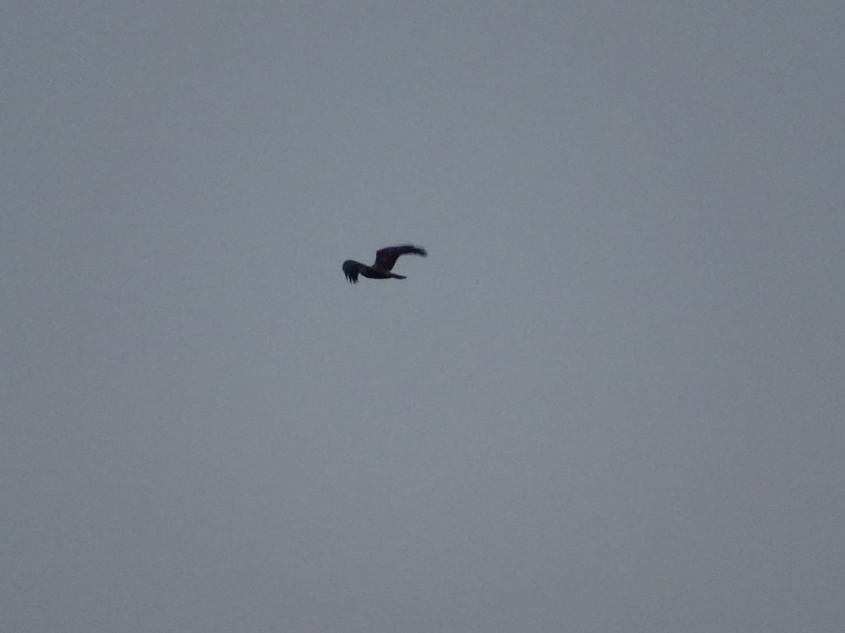 Western Marsh Harrier - ML612666415