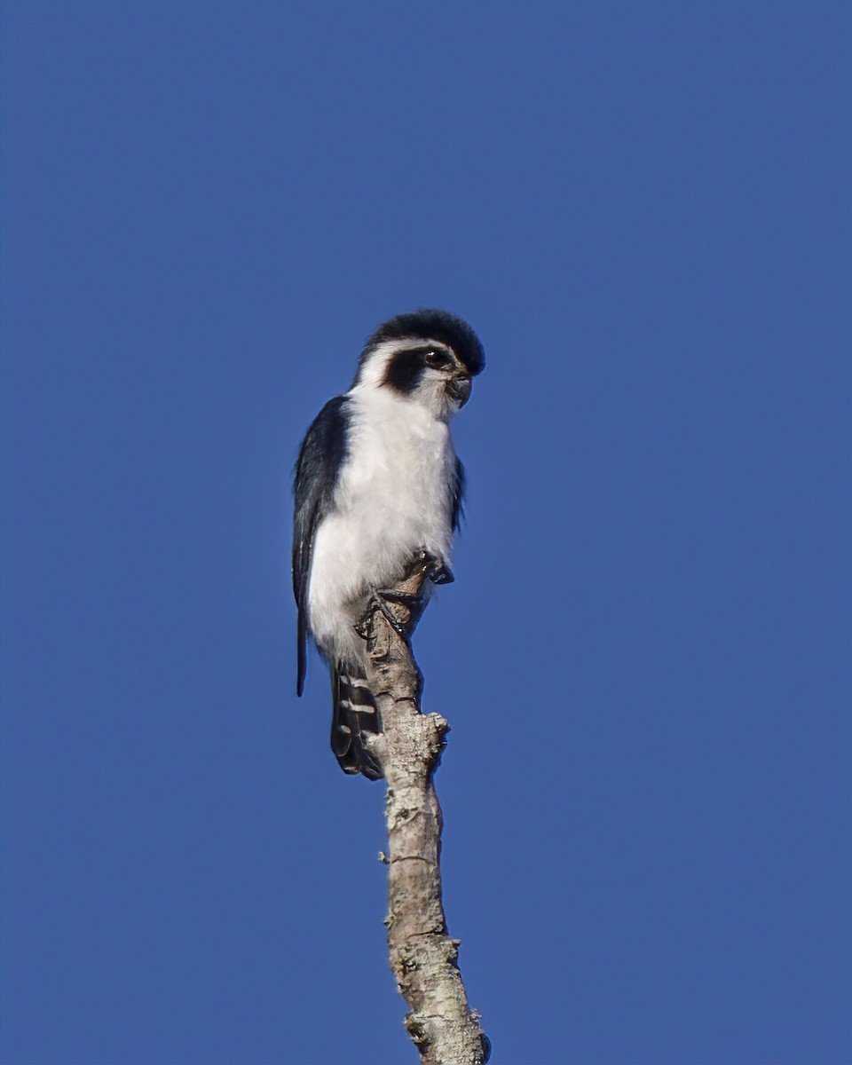 Pied Falconet - Amitava Ganguly