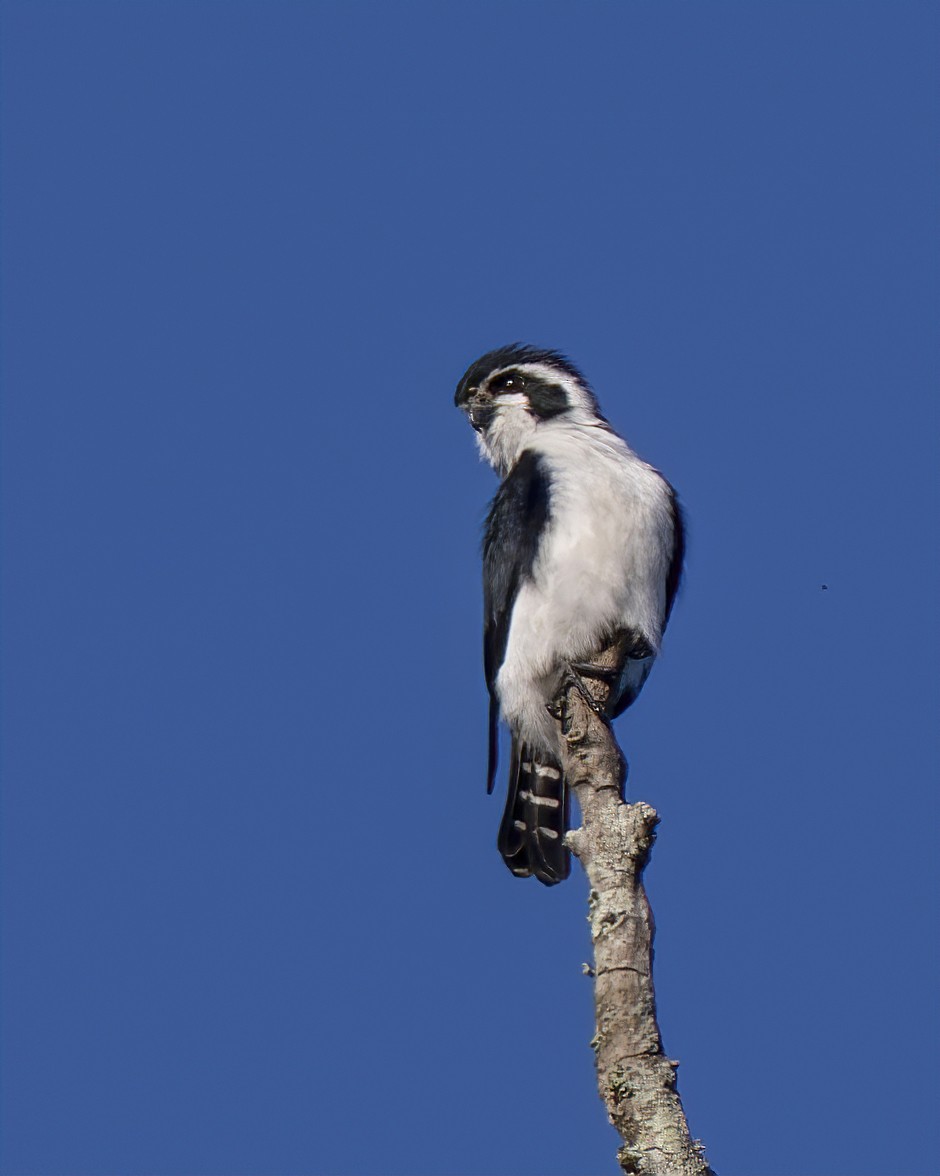 Pied Falconet - Amitava Ganguly