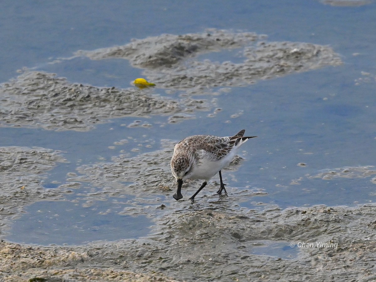 Spoon-billed Sandpiper - ML612666507
