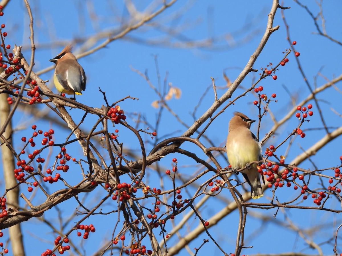 Cedar Waxwing - ML612666511