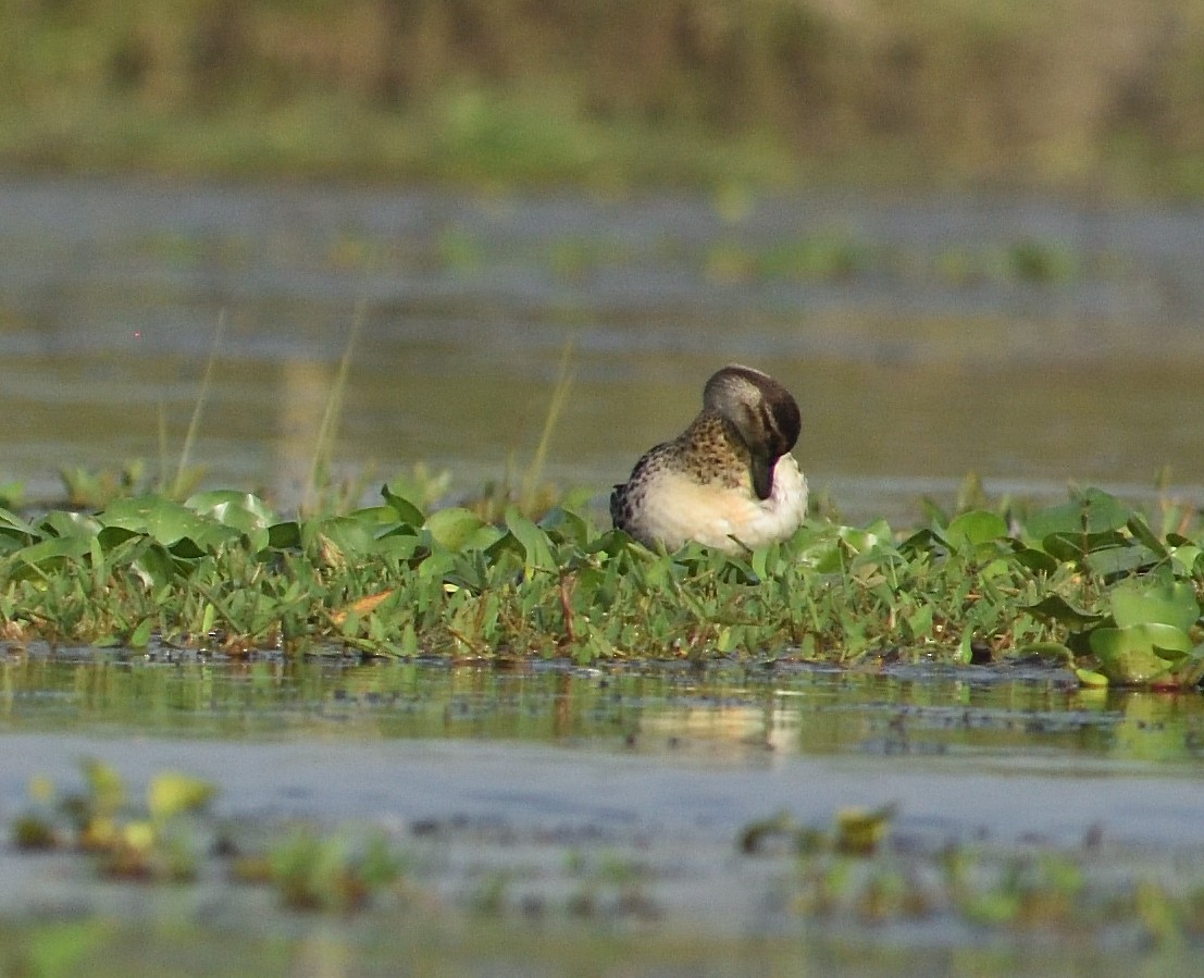 Garganey - ML612666582