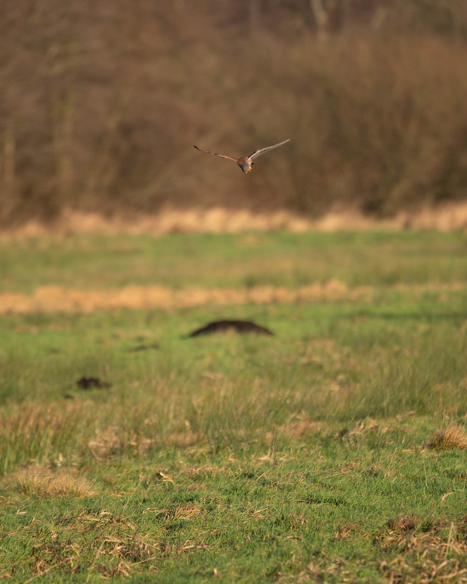 Eurasian Kestrel - Lars Burnus