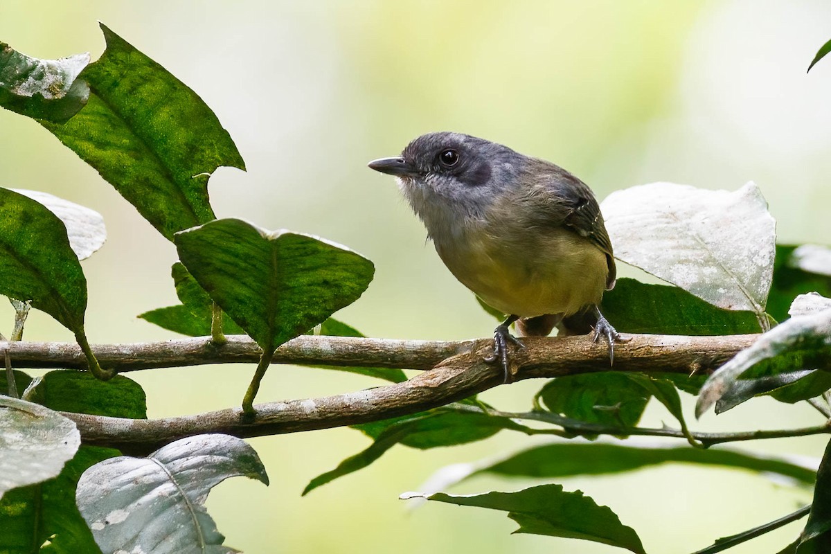 Plain Antvireo - Donald Schneider