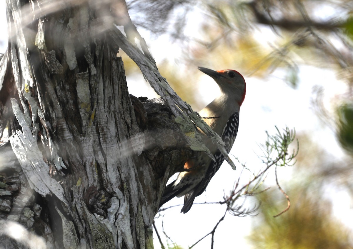 Red-bellied Woodpecker - "Chia" Cory Chiappone ⚡️