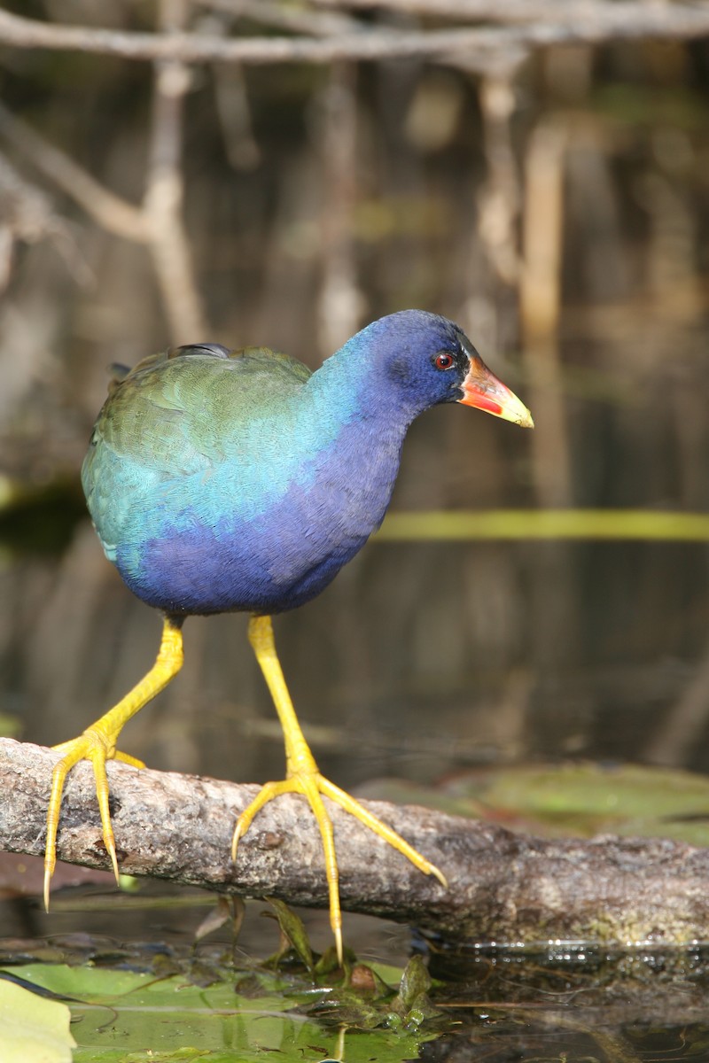 Purple Gallinule - ML612666774