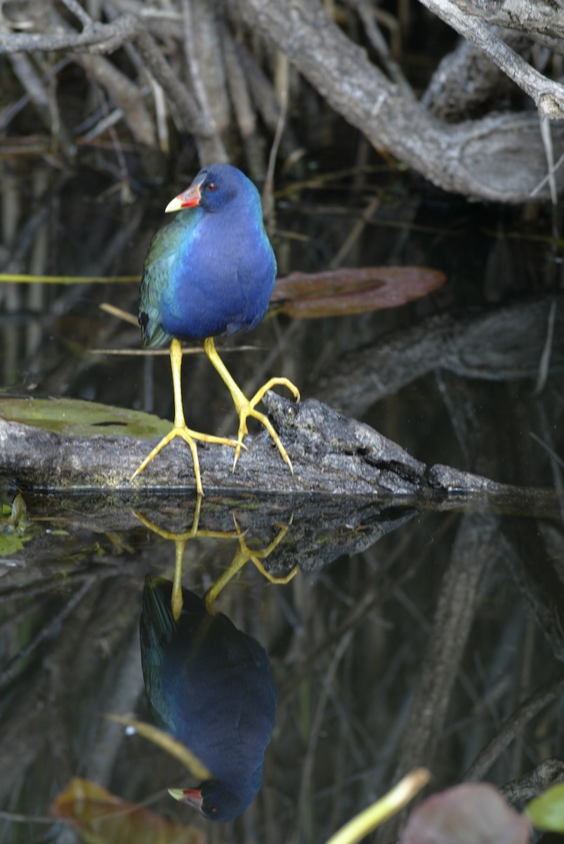 Purple Gallinule - ML612666799